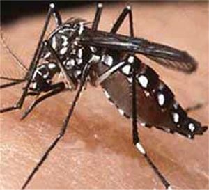mosquito_hembra