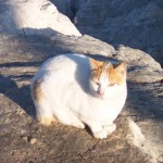 Frases y fotos de gatos