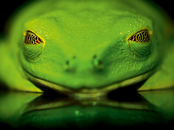 agalychnis-callidryas