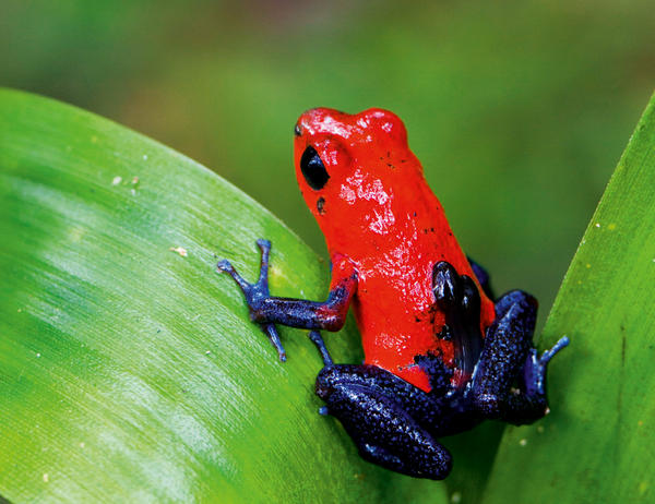 dendrobates-pumilio