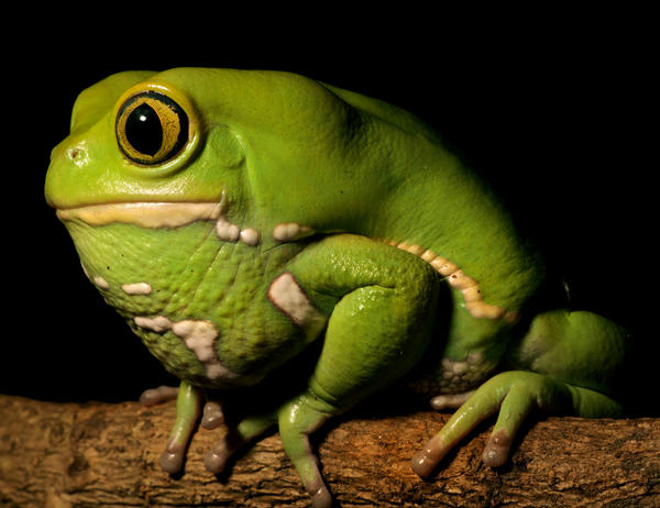 phyllomedusa