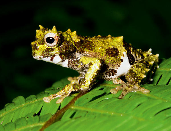 rana-arborea