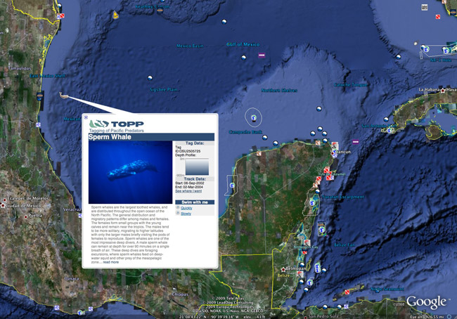 depredadores-marinos