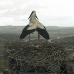 Nido de cigüeñas por webcam