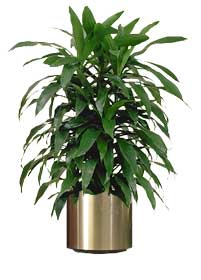 Dracaena Janet Craig (Dracaena deremensis ‘Janet Craig’)