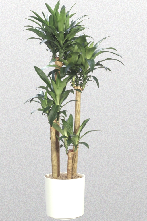 Planta de Maíz (Dracaena fragans ‘Massangeana’)