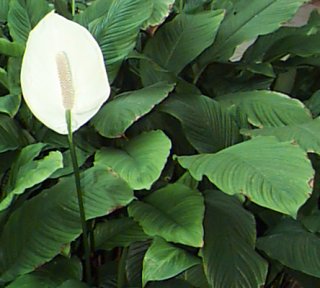 Lirio de Paz (Spathiphyllum ‘Mauna Loa’)