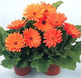 Margarita gerbera (Gerbera jamesonii)