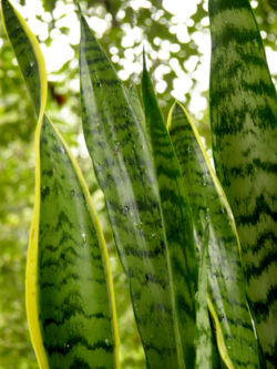 Espada (Sansevieria trifasciata ‘Laurentii’)