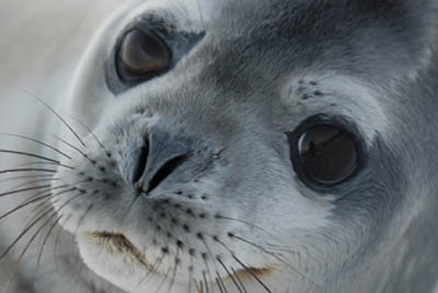 Antártida – Los colores del desierto frío Antártida – Los colores del desierto frío