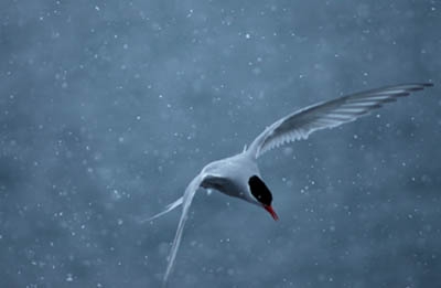 Antártida – Los colores del desierto frío_04