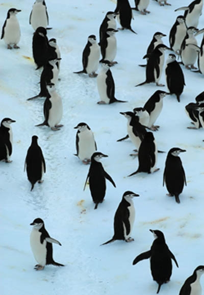 Antártida – Los colores del desierto frío_07