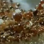 Un video de hormigas