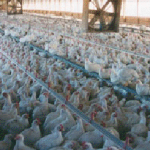 De donde proceden los huevos que comemos