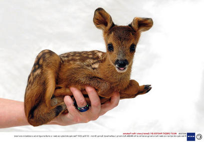 cérvido (Capreolus capreolus)