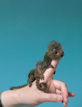 el_primate_mas_pequeno