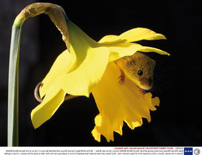 ratón espiguero (Micromys minutus)