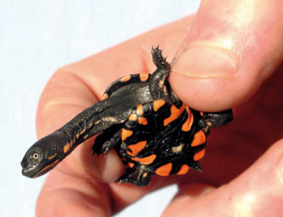 tortuga de cuello largo tortuga de cuello largo (Chelodina longicollis)