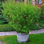 Meme: Tu planta preferida