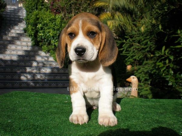 cachorro beagles tricolor