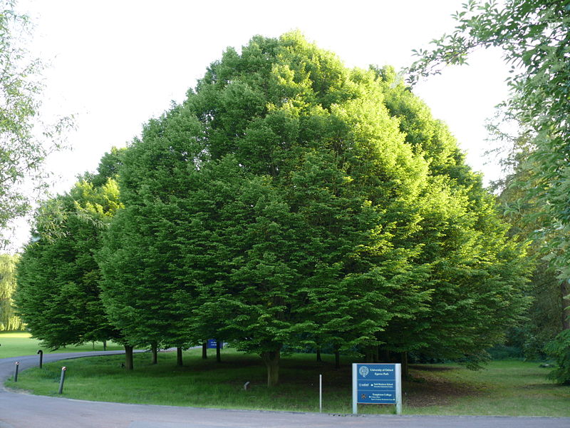Carpinus_betulus