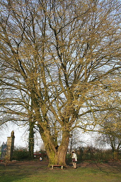 Carpinus_betulus_invierno