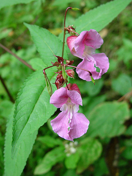 Impatiens_Glandulifera-flor-bach