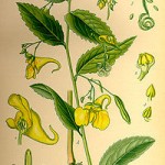 Flores de Bach: Impatiens- Impaciencia