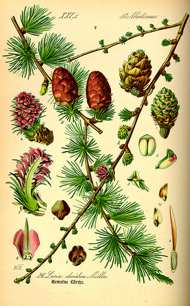 alerce-larch-larix-decidual-flor-bach