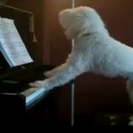 Vídeo: El perro pianista