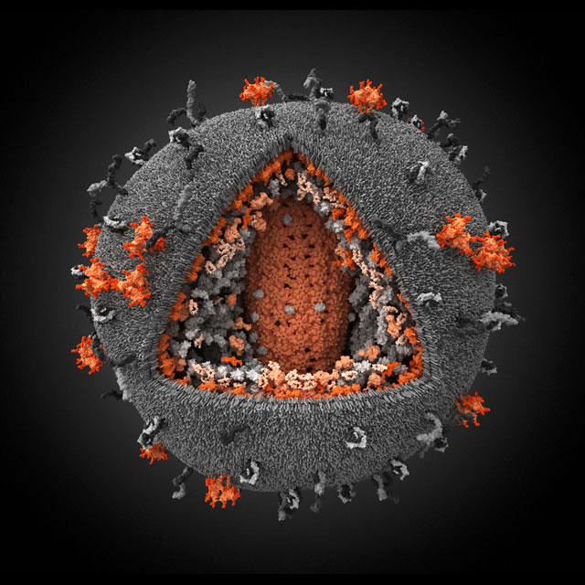 Human Immunodeficiency Virus 3D