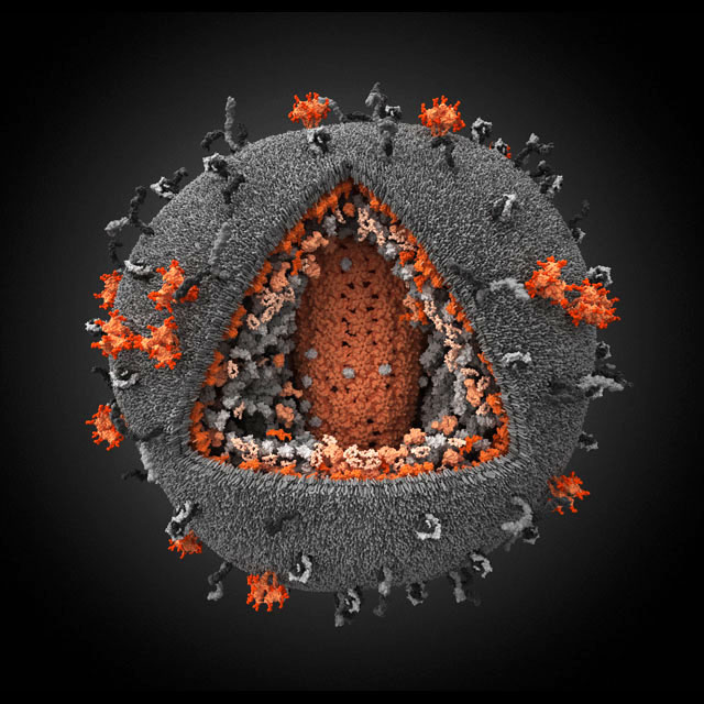 Human Immunodeficiency Virus 3D Human Immunodeficiency Virus 3D