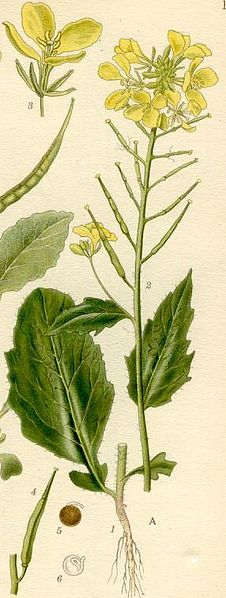 Sinapis_arvensis_mostaza_mustard_flor_bach