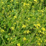 Flores de Bach: Mustard - Mostaza