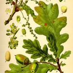 Flores de Bach: Oak - Roble