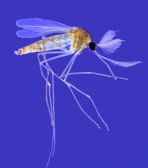 fotografias_ganadoras_wellcome_2011_microfotografia_mosquito fotografias_ganadoras_wellcome_2011_microfotografia_mosquito