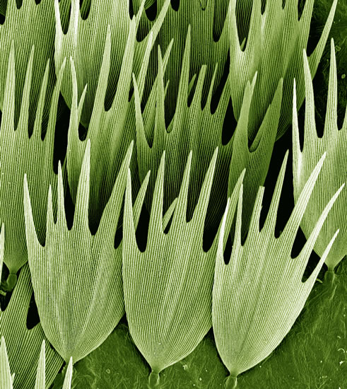 fotografias_ganadoras_wellcome_2011_polilla_Kevin Mackenzie fotografias_ganadoras_wellcome_2011_polilla_Kevin Mackenzie