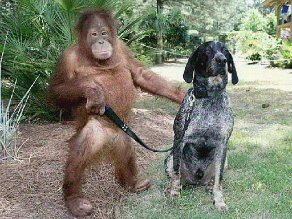fotos_tiernas_animales_orangutan_perro