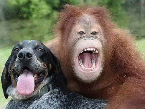fotos_tiernas_animales_orangutan_perro