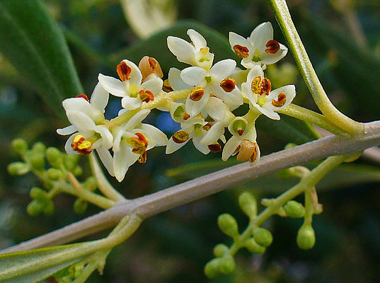 Olea_europaea_olivo_flor_bach