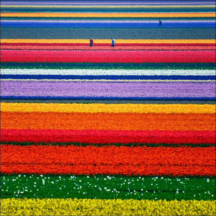 fotografia_tulipanes