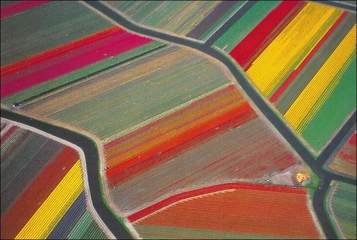 fotografia_tulipanes