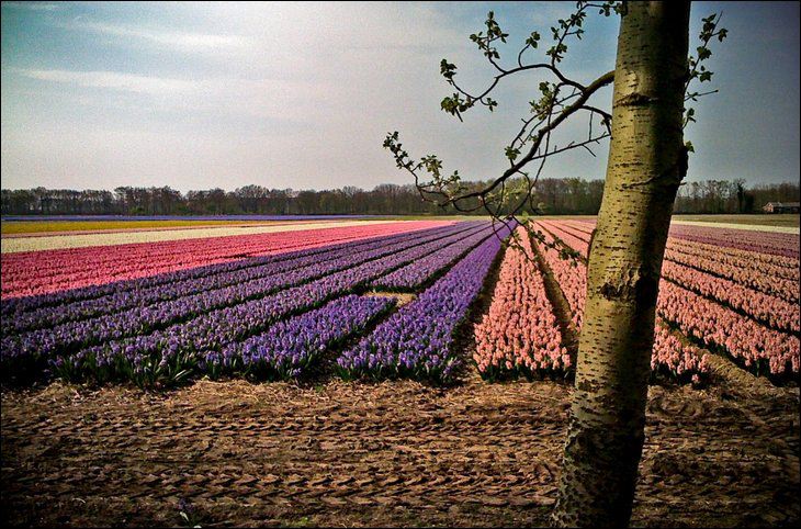 fotografia_tulipanes