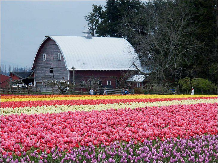 fotografia_tulipanes