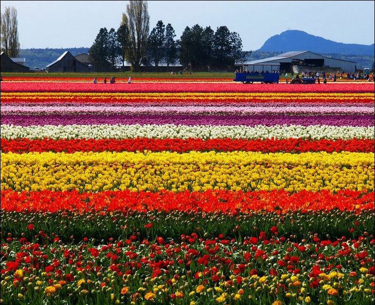 fotografia_tulipanes