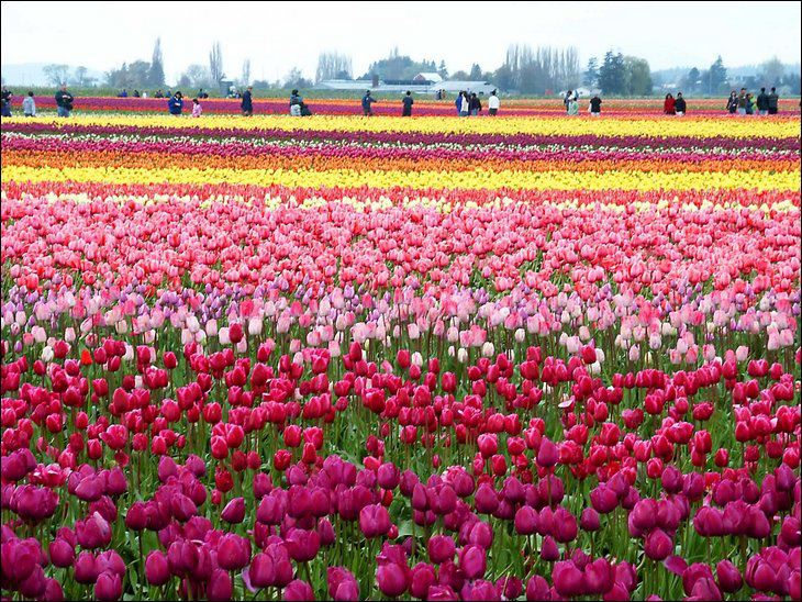 fotografia_tulipanes