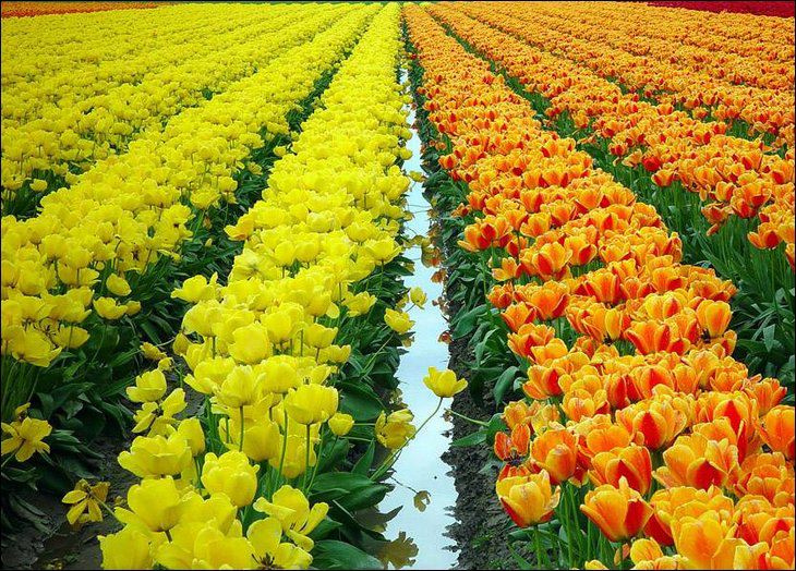 fotografia_tulipanes