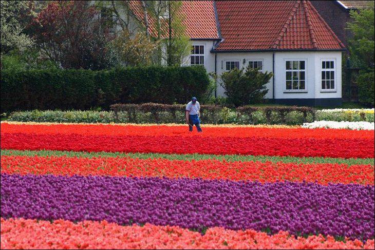 fotografia_tulipanes