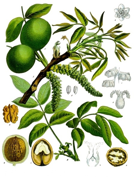 Juglans_regia_walnut_nogal_flor_bach
