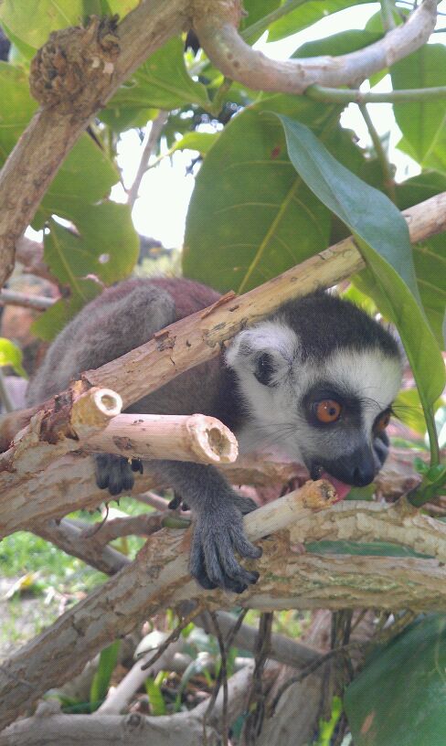 lemur_bioparc_zoo_fuengirola